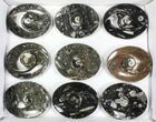 Lot:  Fossil Orthoceras Stoneware Dishes - Pieces #77756-1